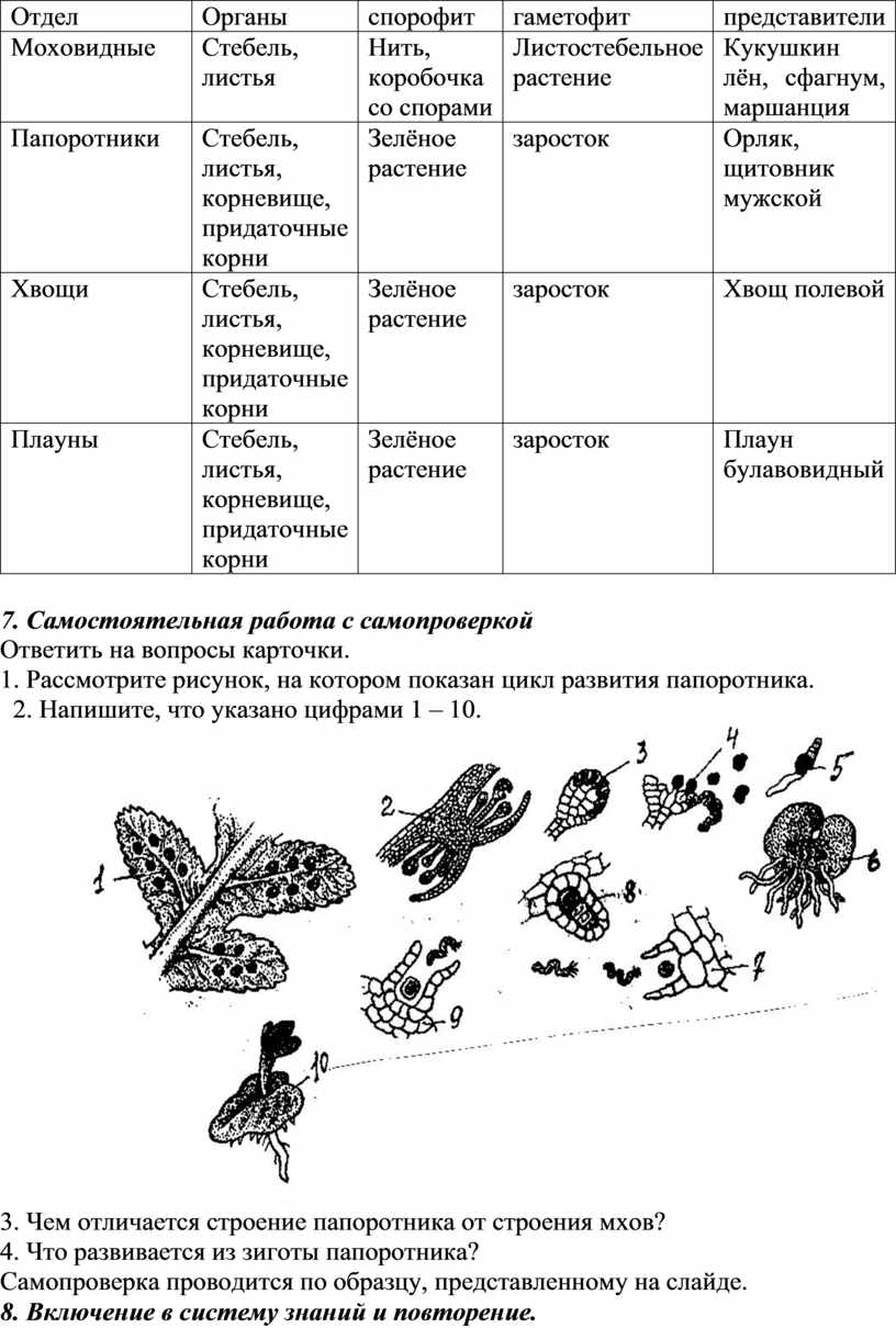 Многообразие споровых растений