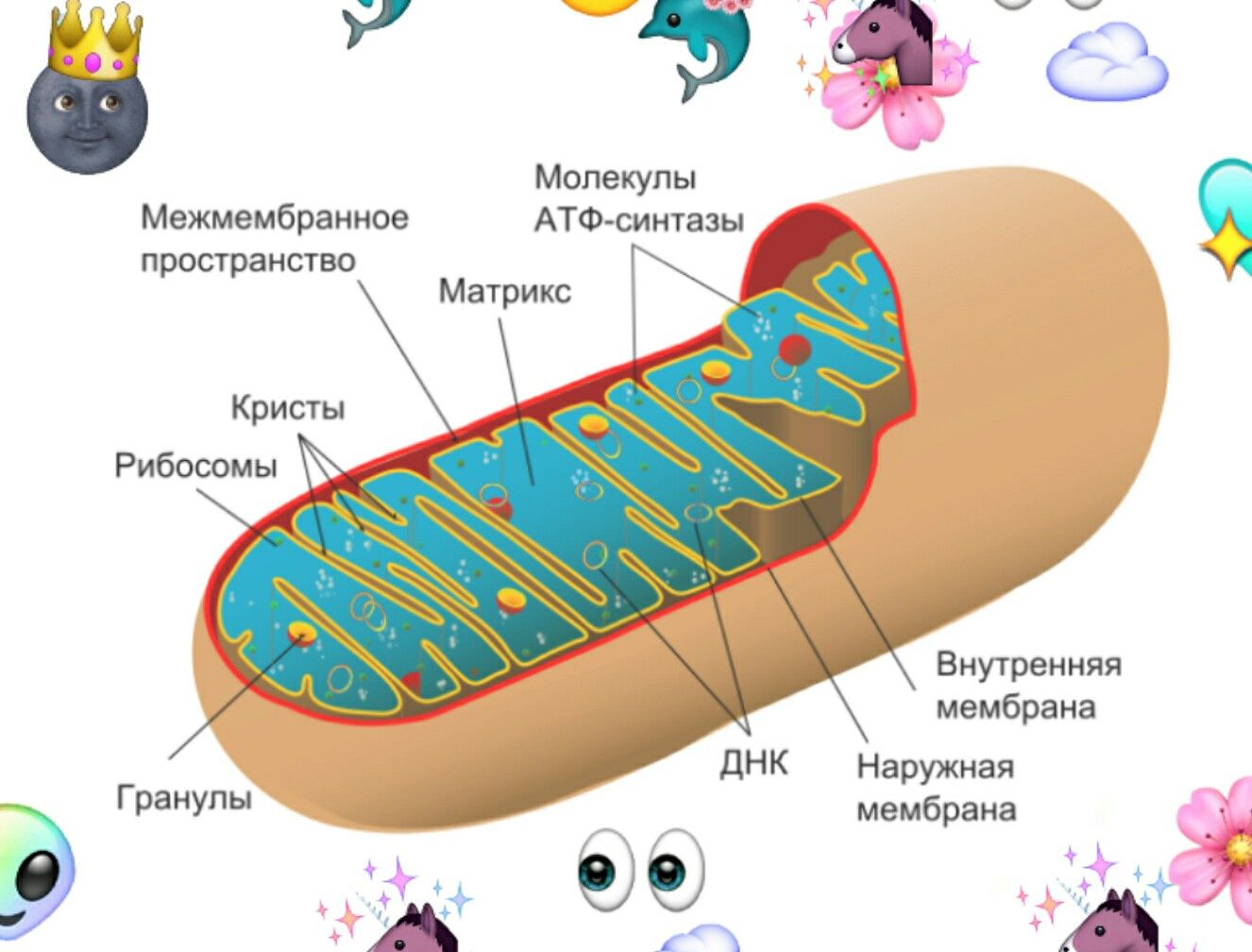 Митохондрия рисунок егэ 