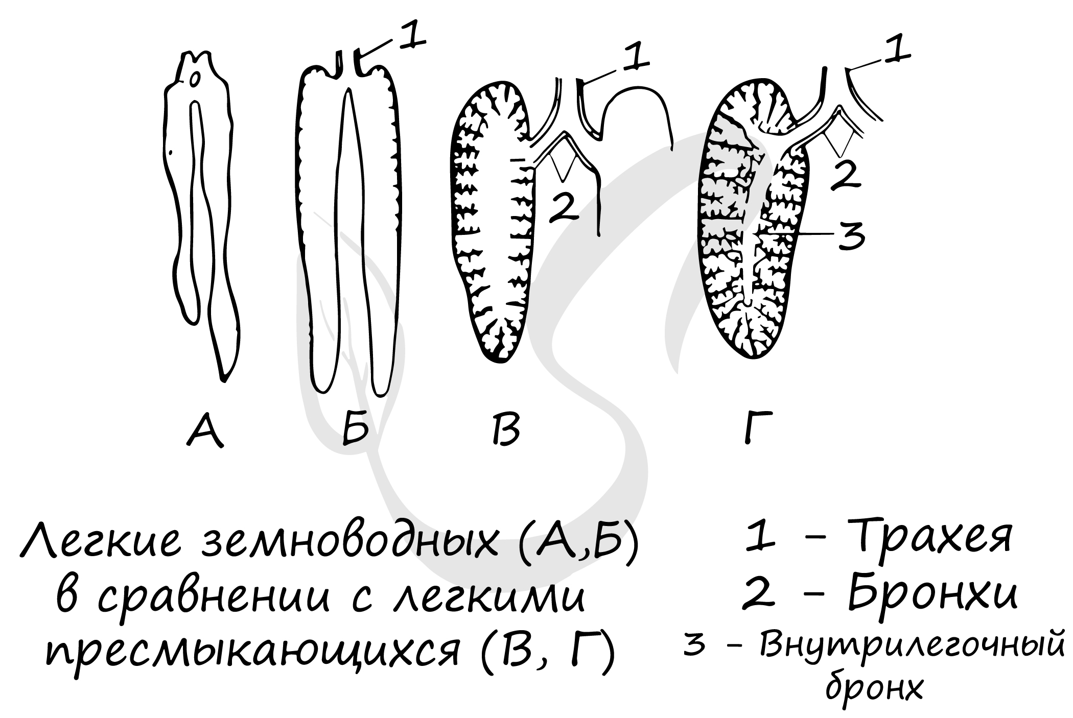 ТомЗ ЧЛЕНИСТОНОГИ