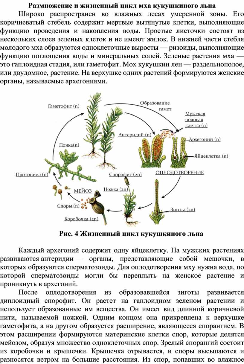 Плешаков. Зелёные страницы. /ШкР