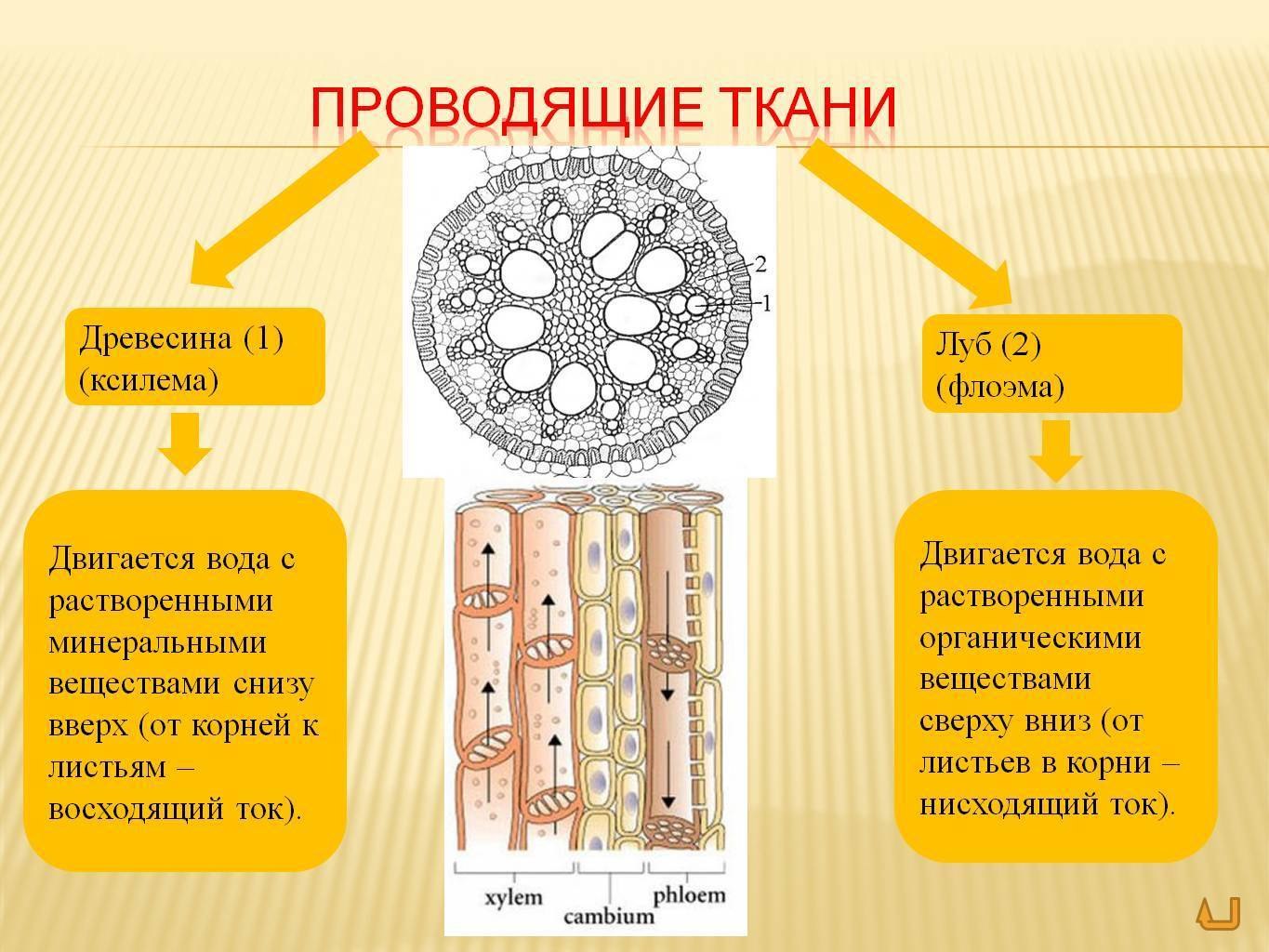 1. Рассмотрите рисунки ткани растений. Выберите особенности