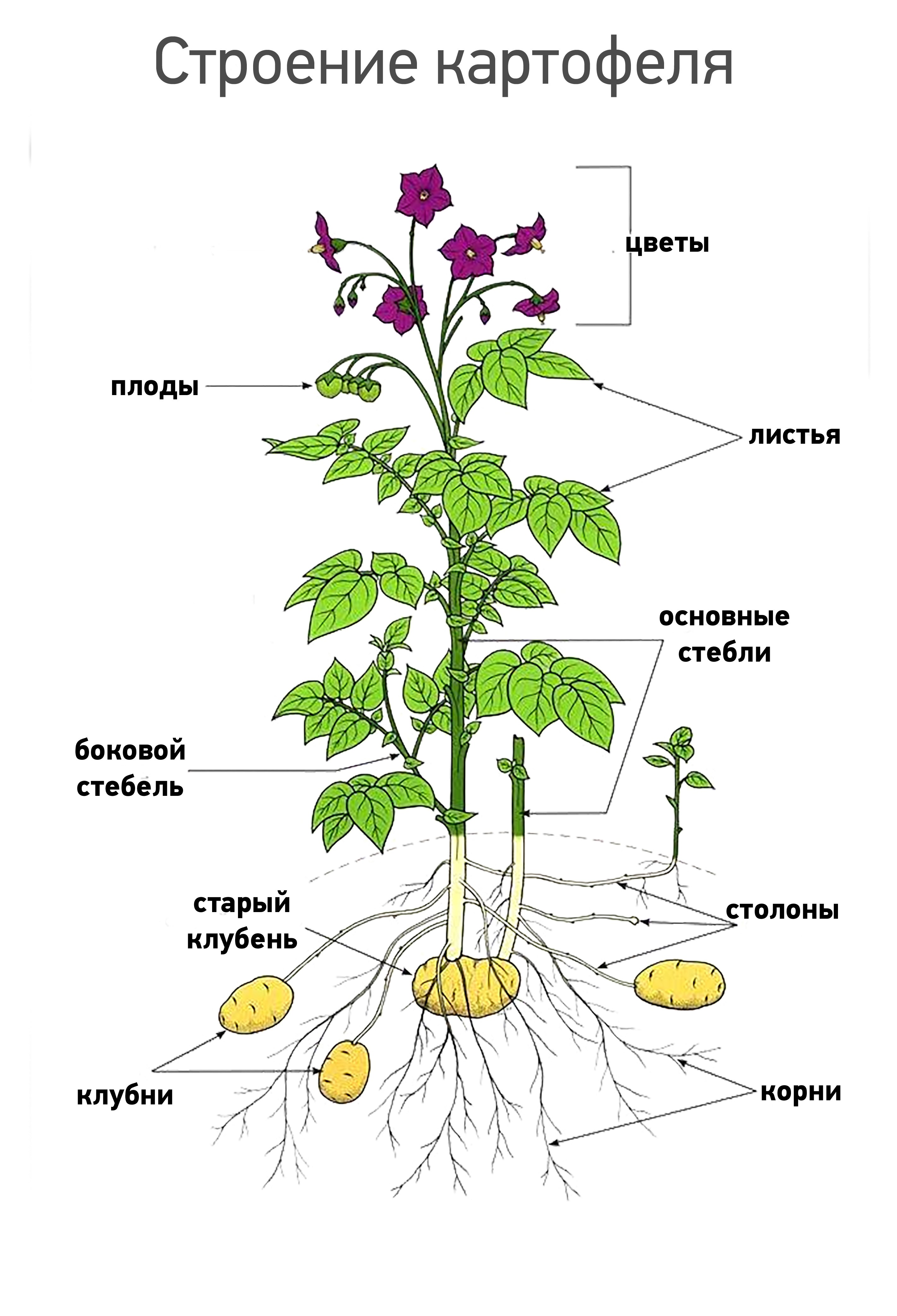 Клубень картофеля рисунок 