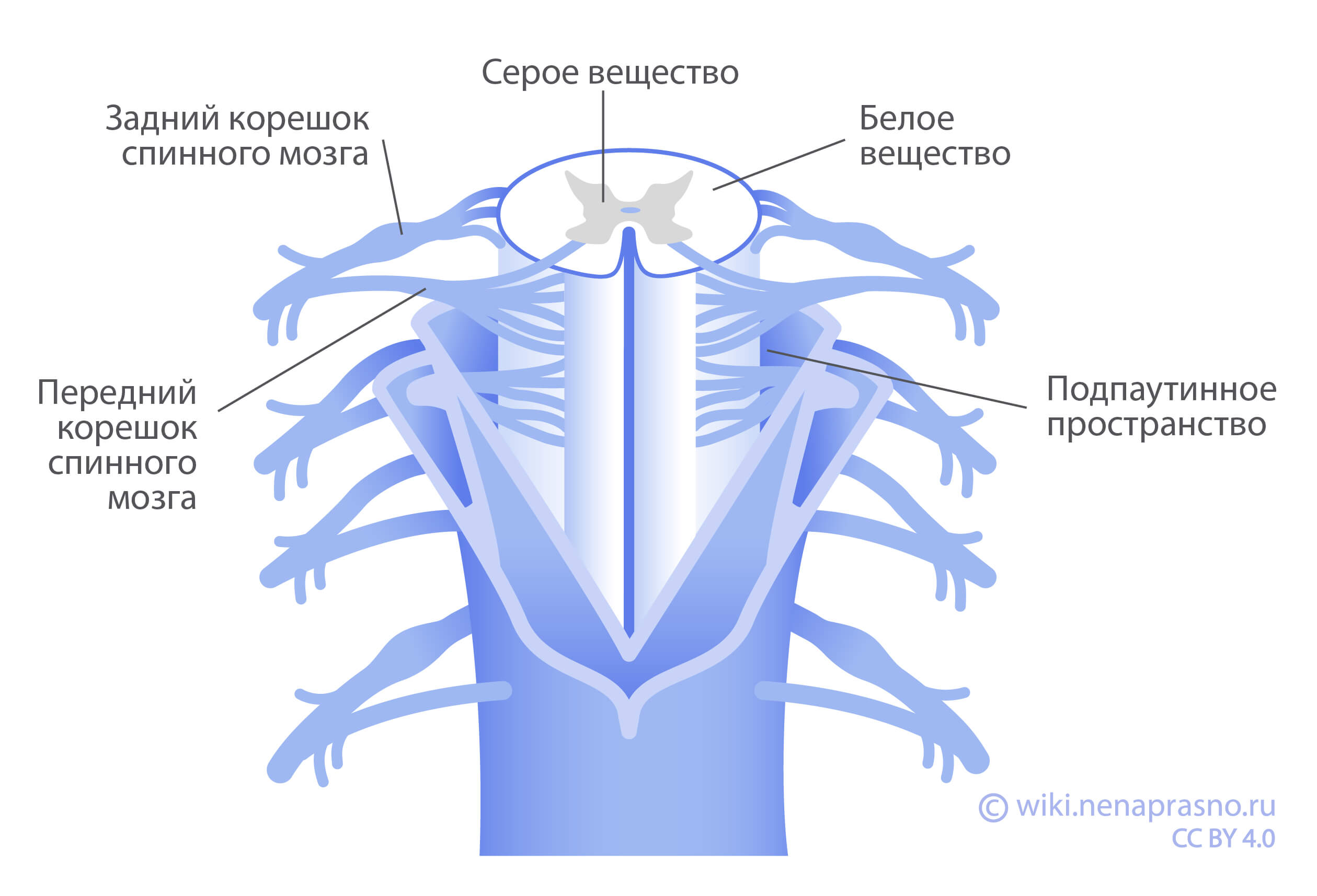 Нервные Клетки Спинного Мозга Человека Окрашены Показать