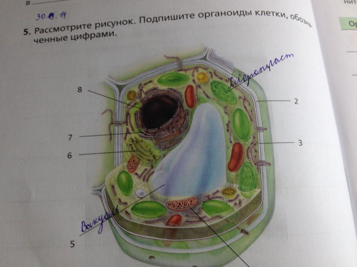 Строение клетки за 8 минут 