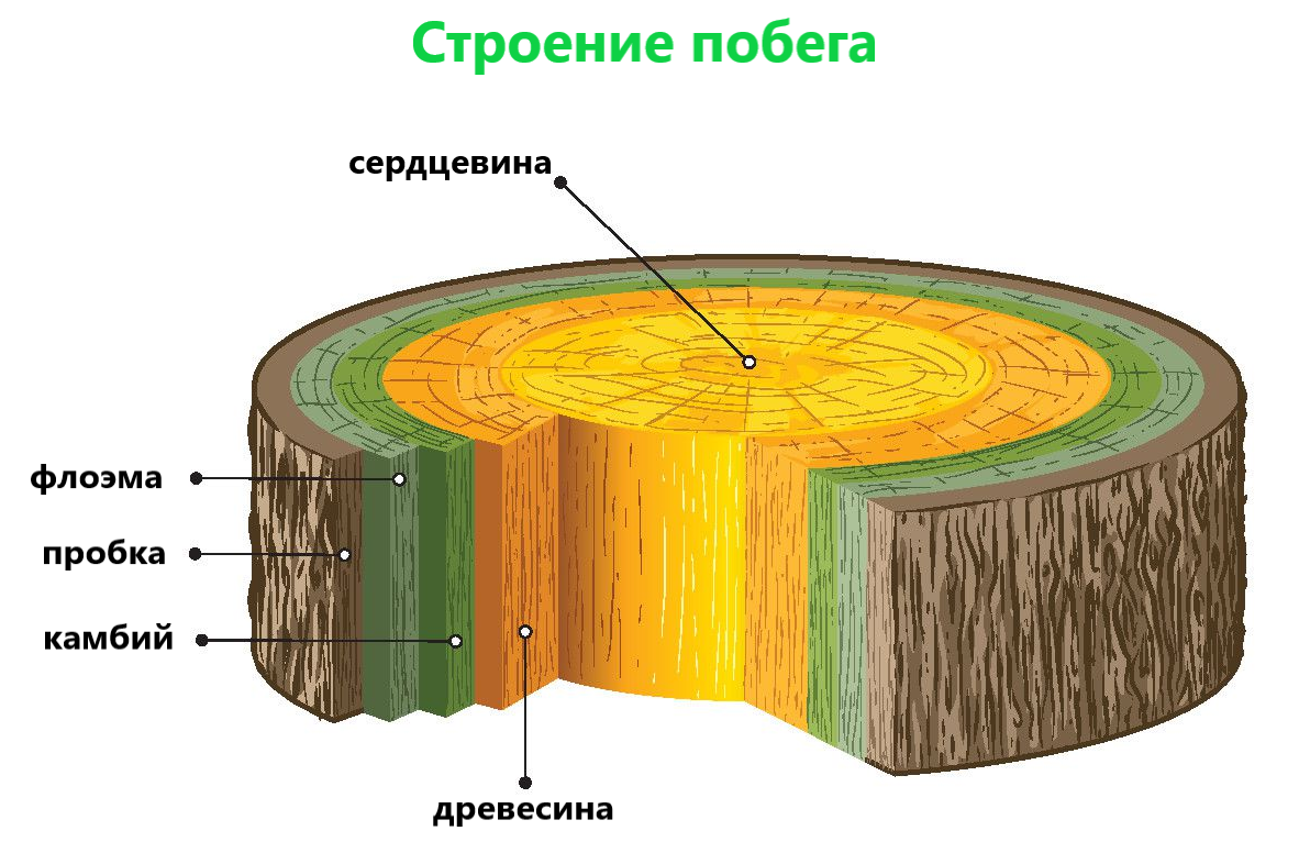 Ткани растений 