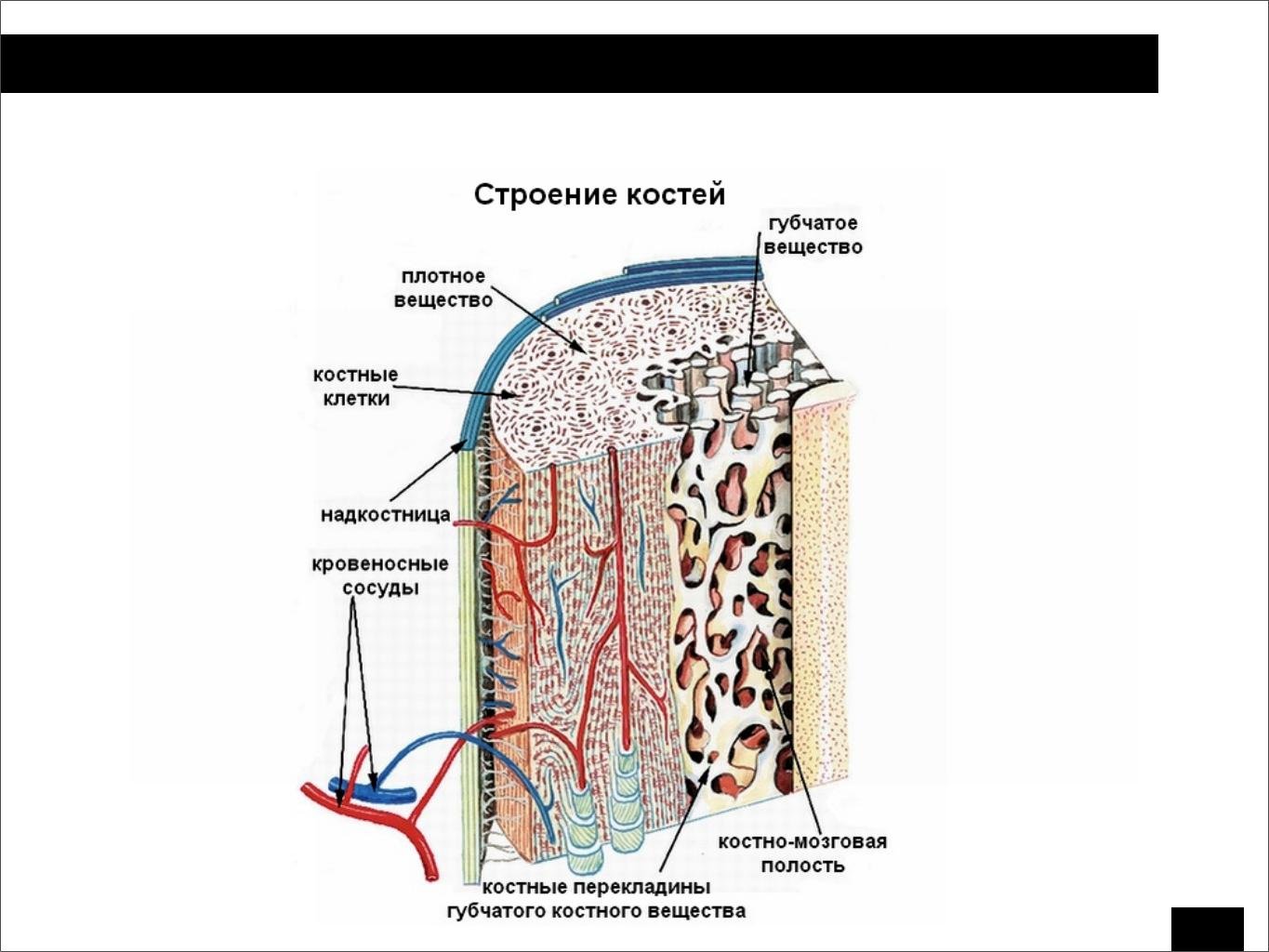 СОДЕРЖАНИЕ