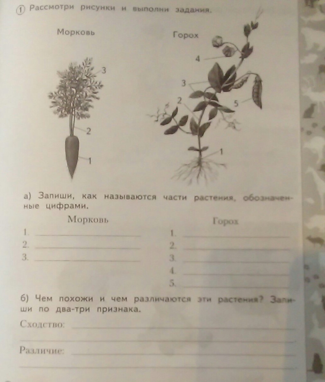 Рассмотрите иллюстрации и выполните задание: [5]1) Определите