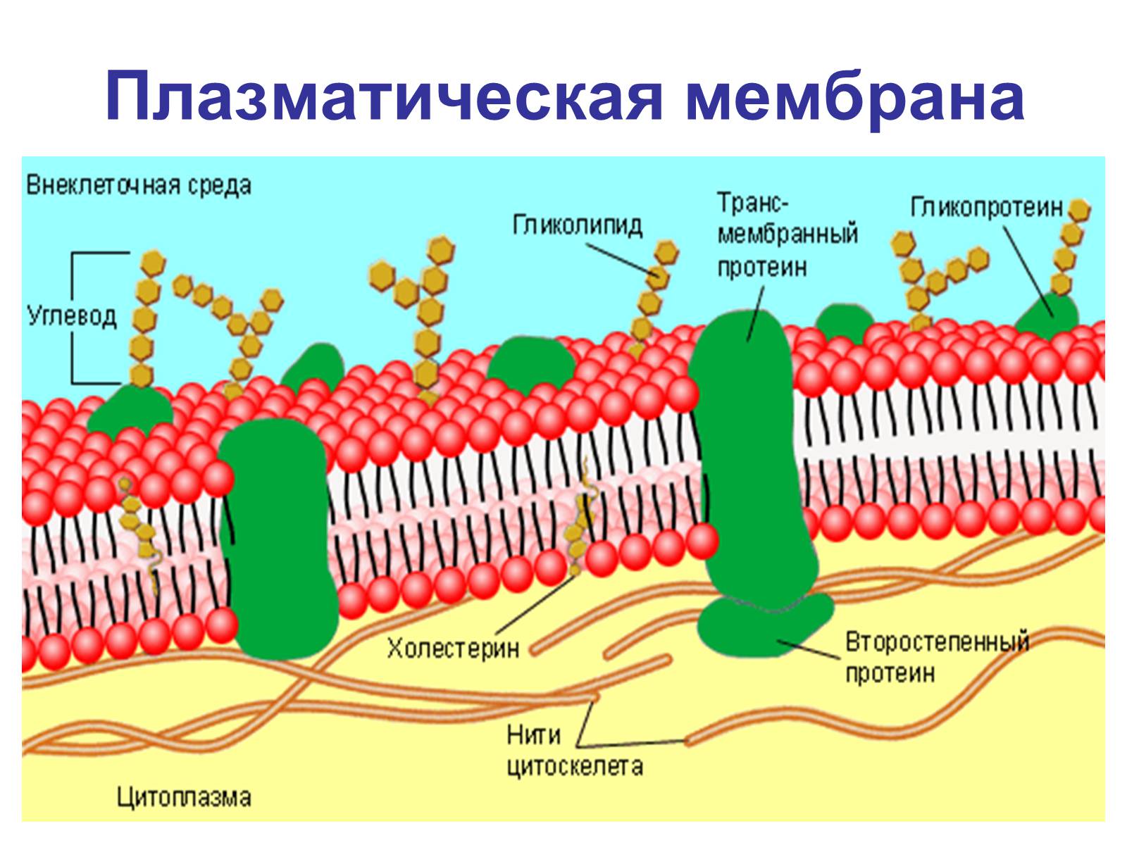 Части Маркировки Клеток Растений