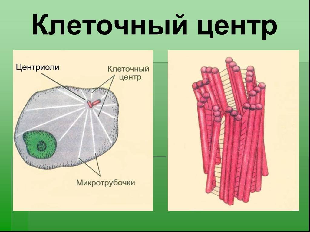 Строение эукариотической клетки