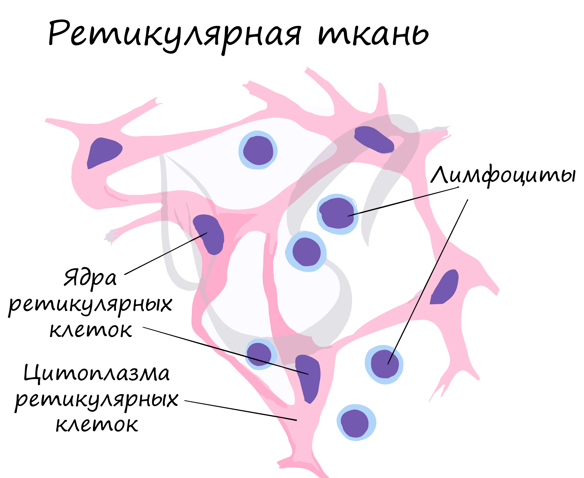 Соединительная ткань