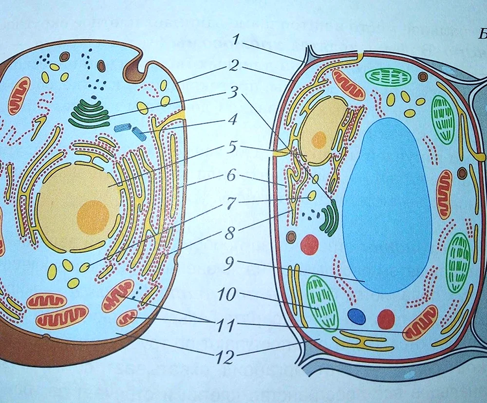 Сравнение клеток животных, растений