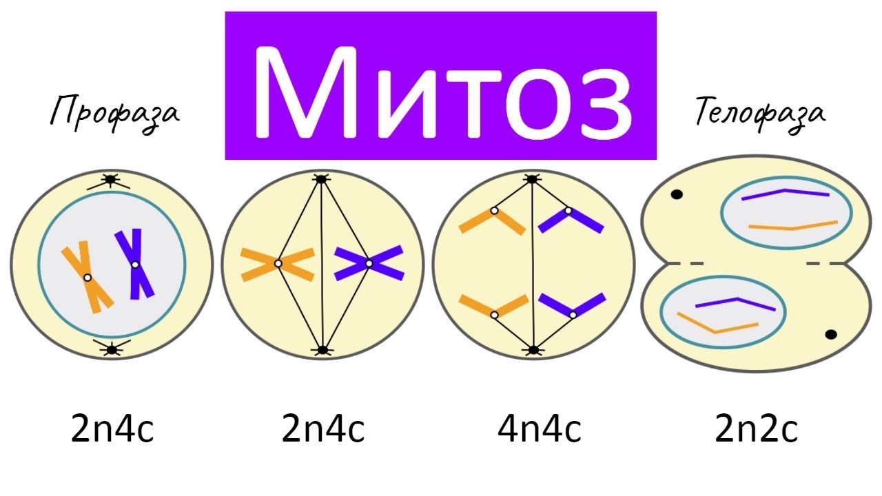 стенд деление клеток митоз мейоз арт. шк