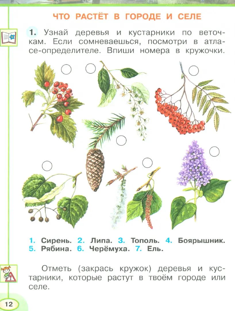 Колокольчик широколистный занесенный в