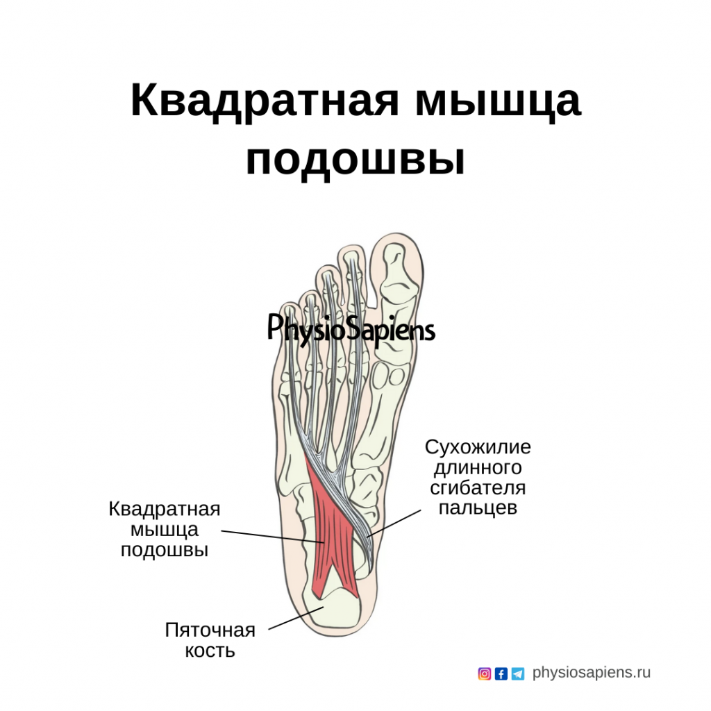 Анатомия Костей Стопы Человека С Описаниями Образовательная