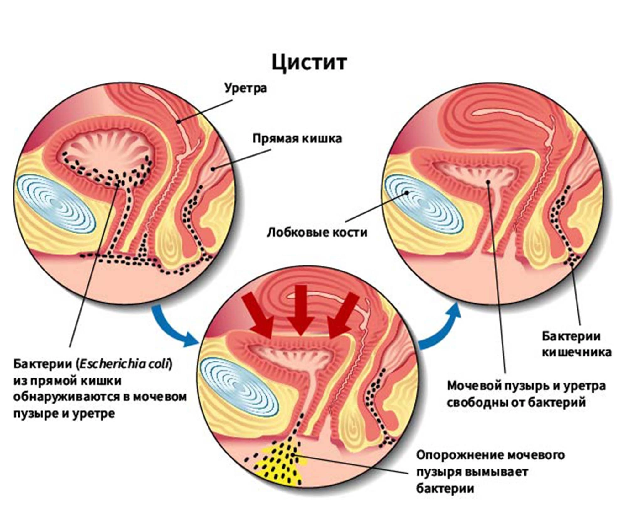 Желудочно