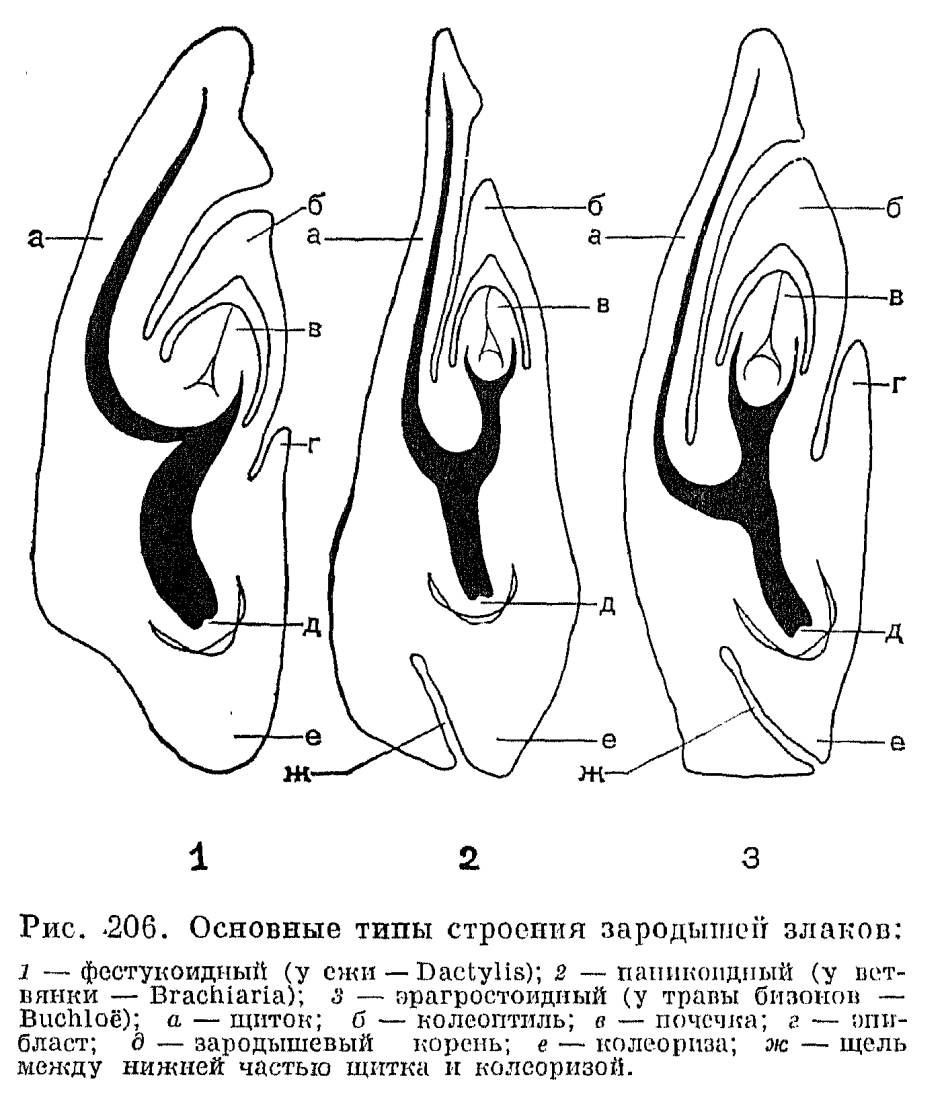 Зерновка пшеницы рисунок