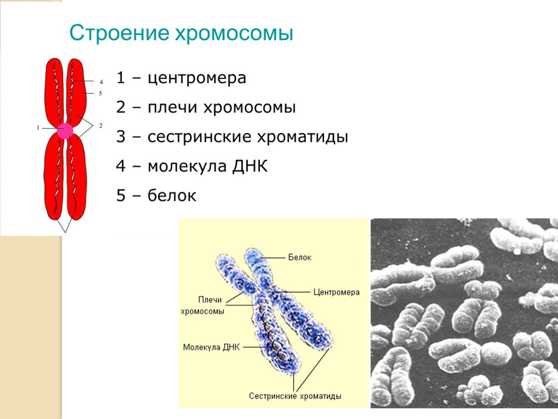 Мариона Толоза Систере: «Тайная жизнь зубов». Рецензия