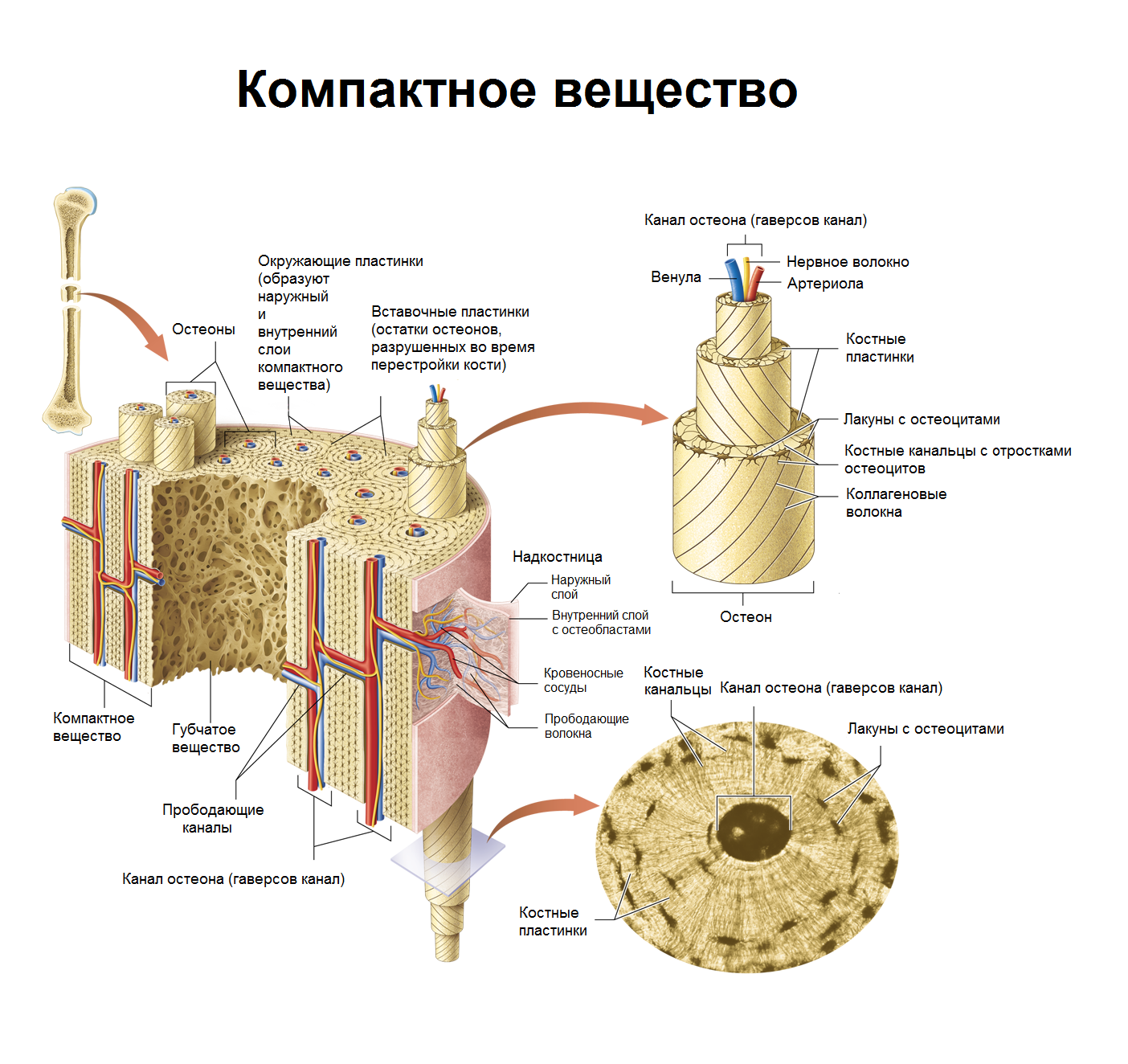 ЦИТОЛОГИЯ