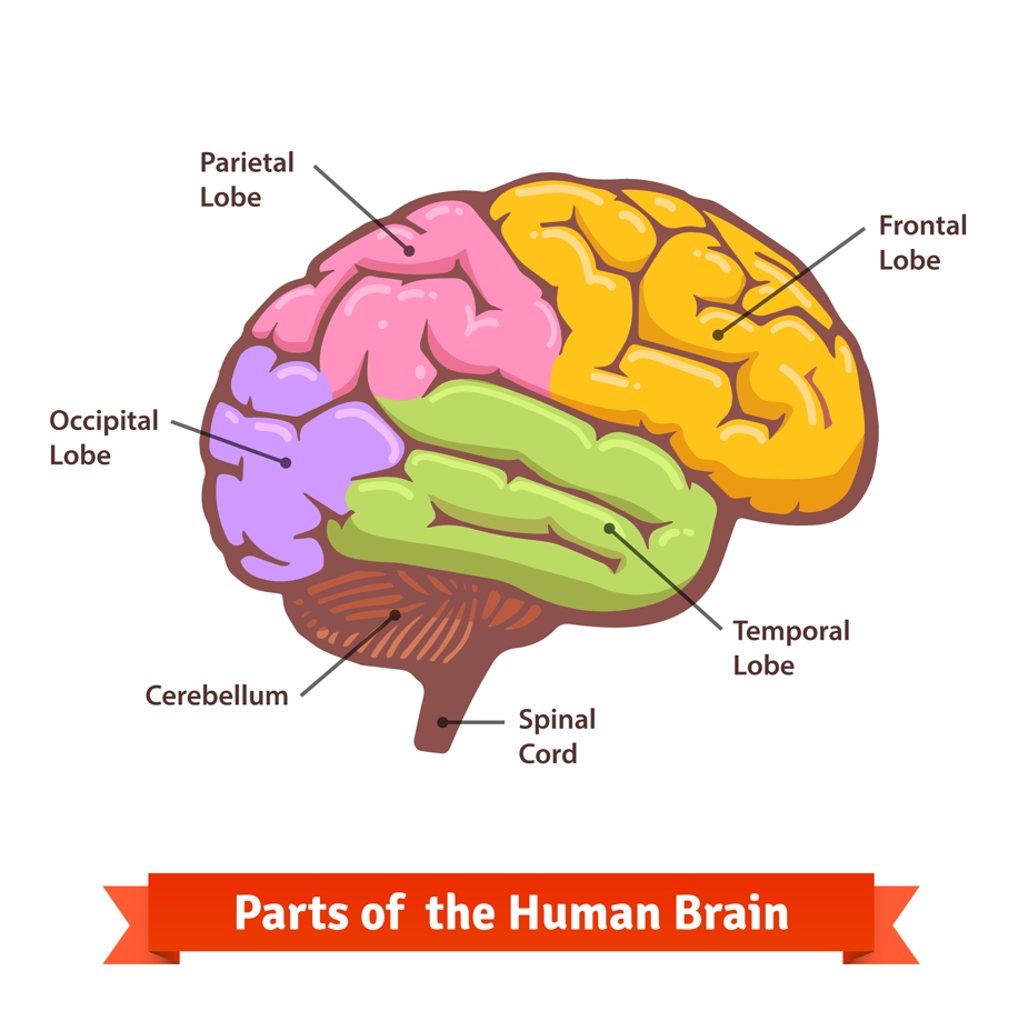 Спинной мозг и отражения Infographics Центральная нервная