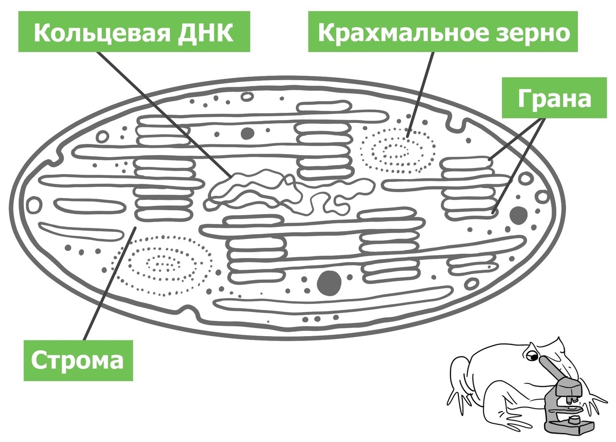 Рассмотрите рисунок, на котором