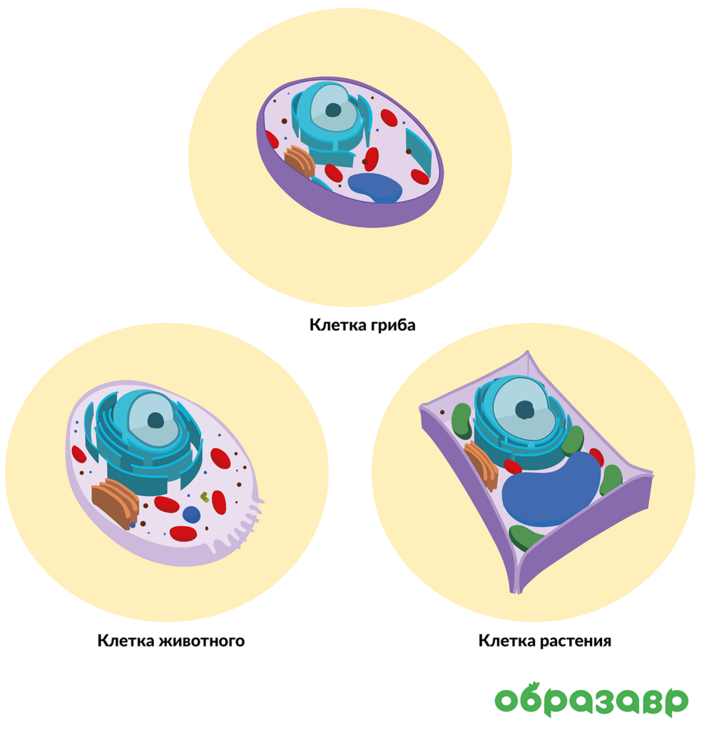 Органоиды клетки, подготовка к ЕГЭ по
