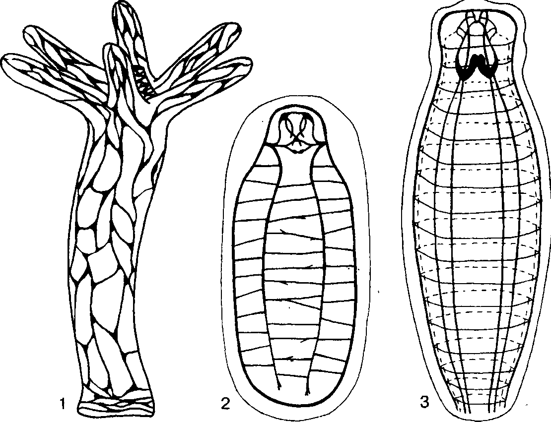 Подтип хордовые 