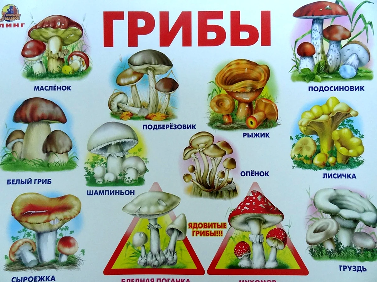 Как нарисовать гриб лисичка поэтапно? 🖌 Рисунки карандашом