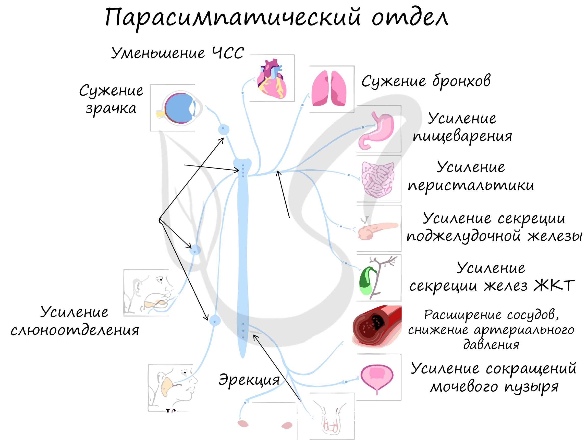 Взаимосвязь темперамента