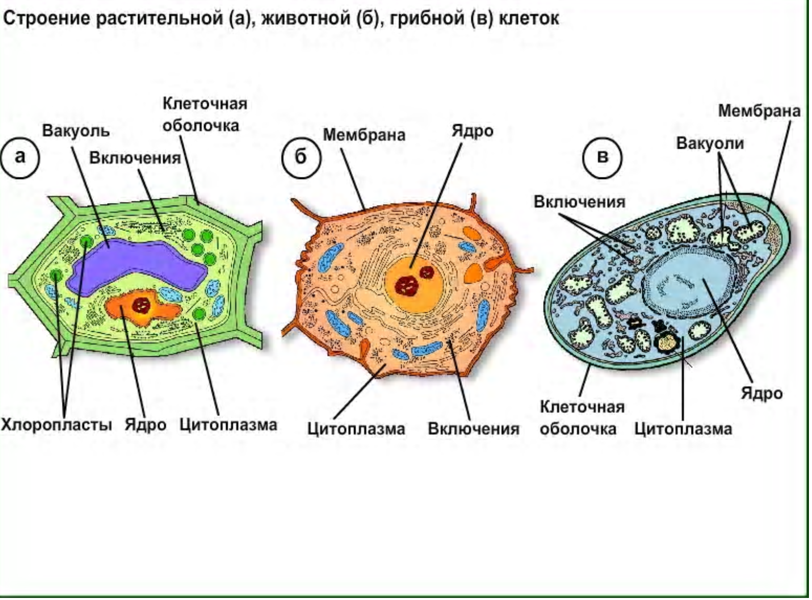 1. Клетка растения. Анатомия растений