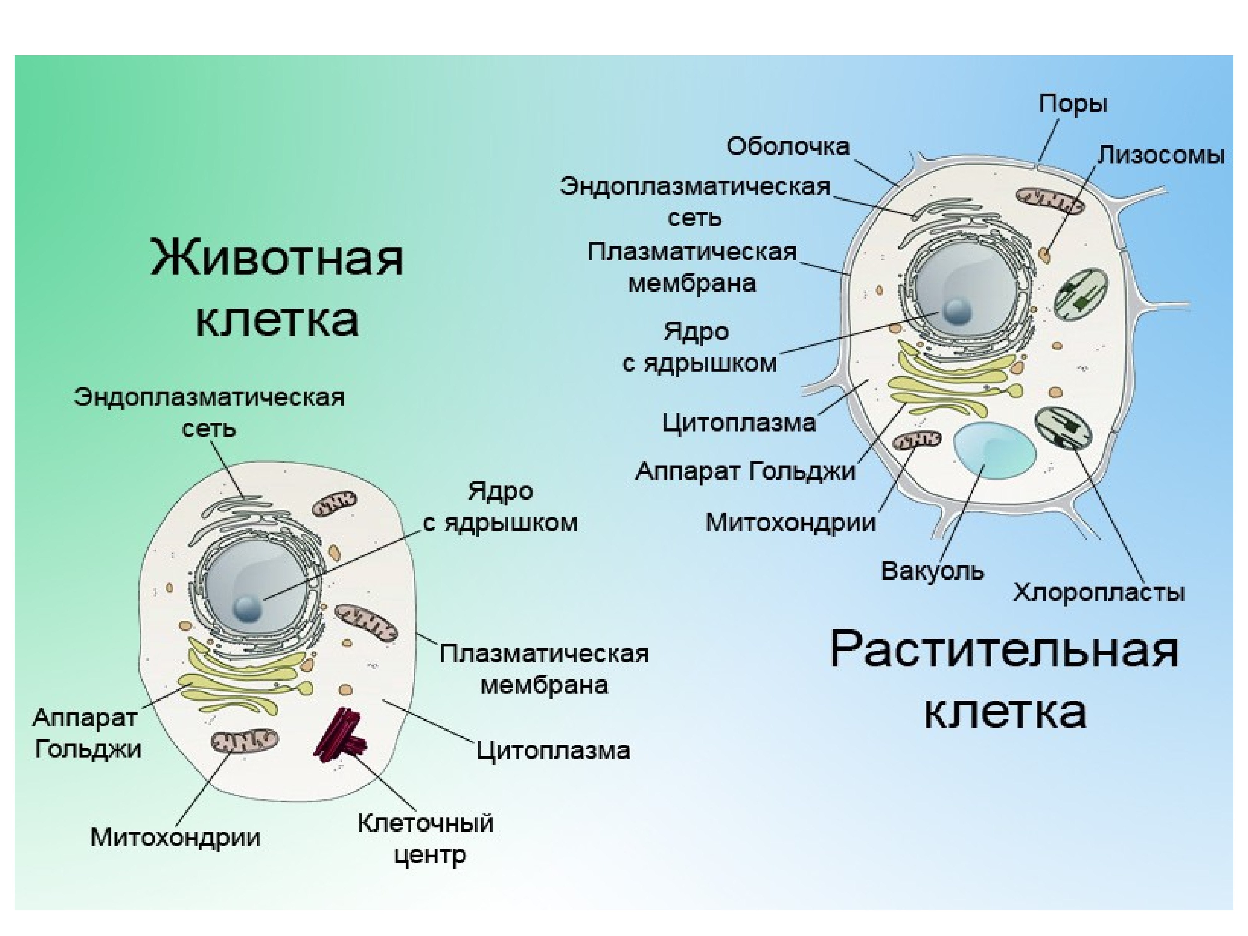 Митохондрии, клеточное дыхание