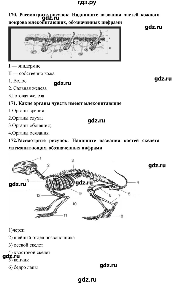 Скелет Человека Рисунок 