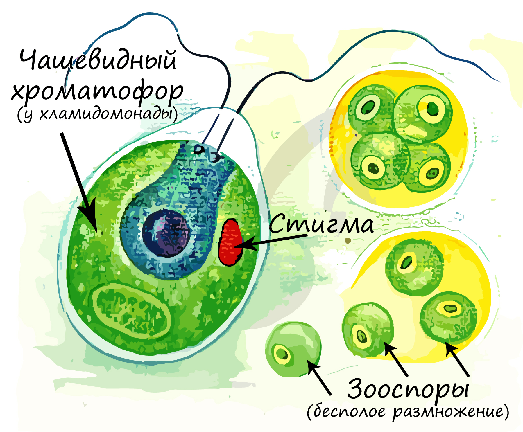 67 Отдел зеленые водоросли; строение таллома, типы