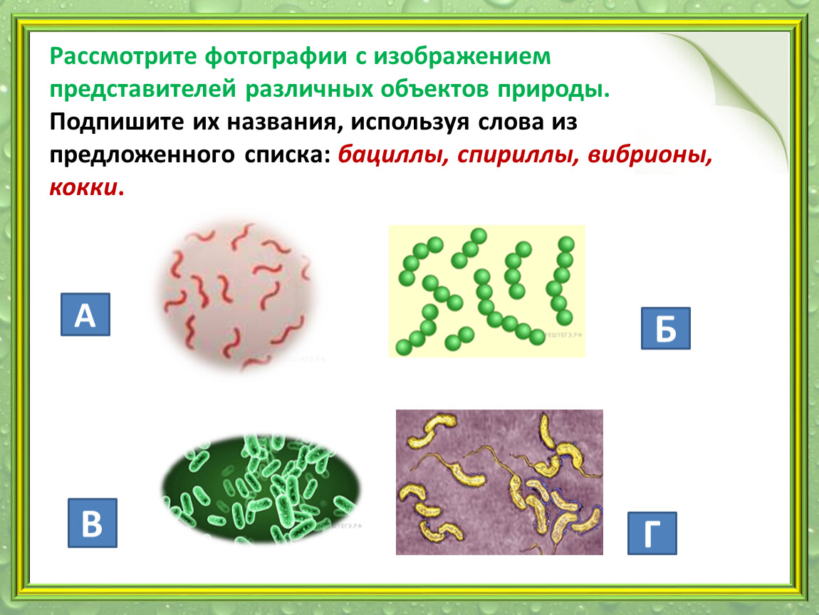 ВПР Русский язык 5 класс: повторяем и