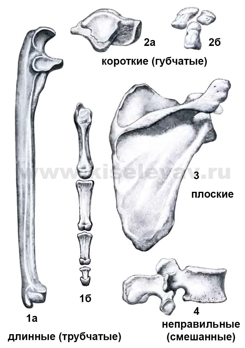 Обзоръ скелета, форма, наружный видъ