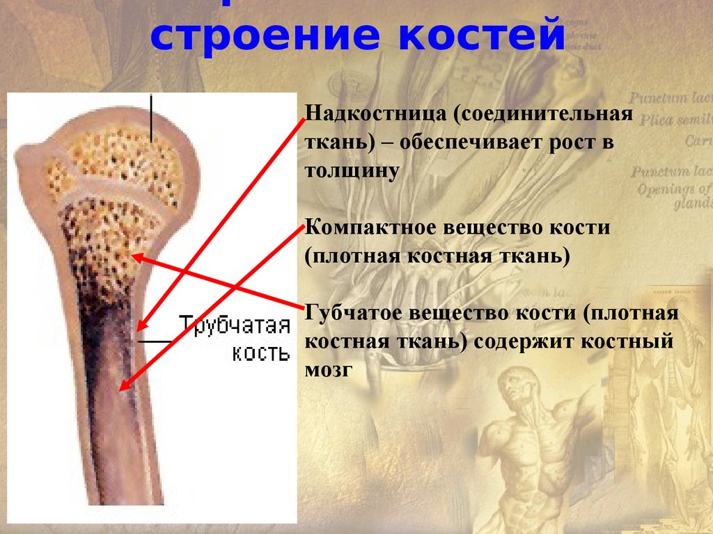 Анатомия глаза. Часть 3. Лекция для врачей