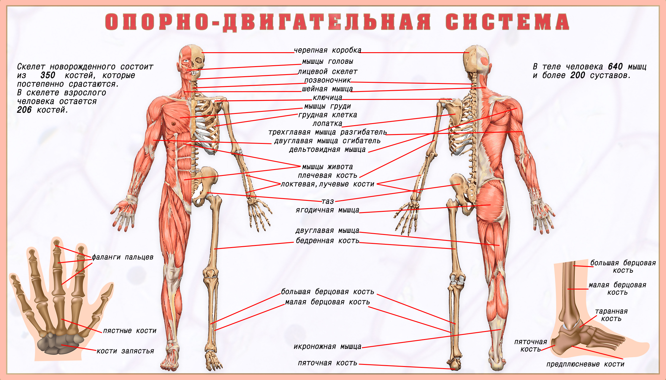 11. Поверхностный аппарат клетки: Способы транспорта веществ