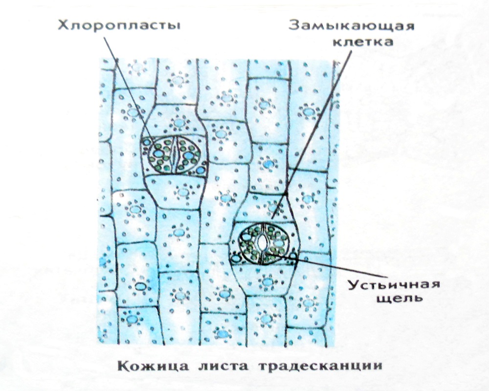 Клетки Перца Под Микроскопом стоковые фотографии и другие