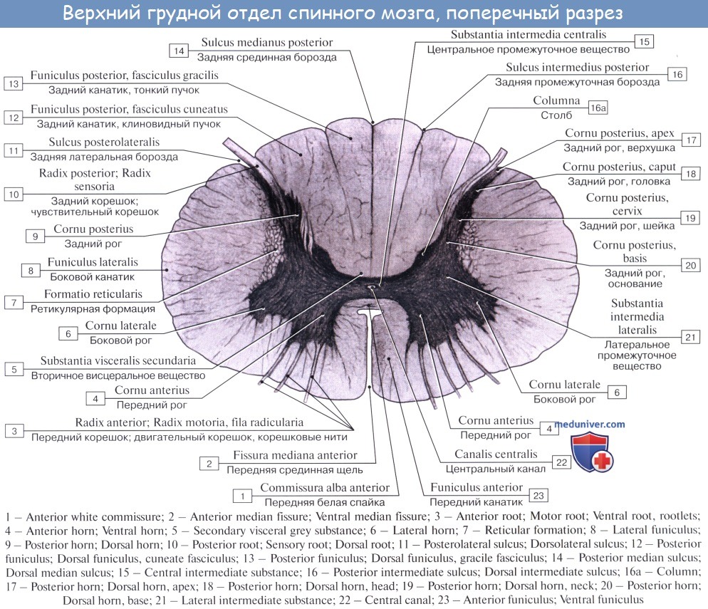 Позвоночник человека