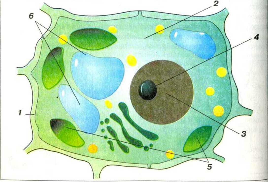 1. Клетка растения. Анатомия растений