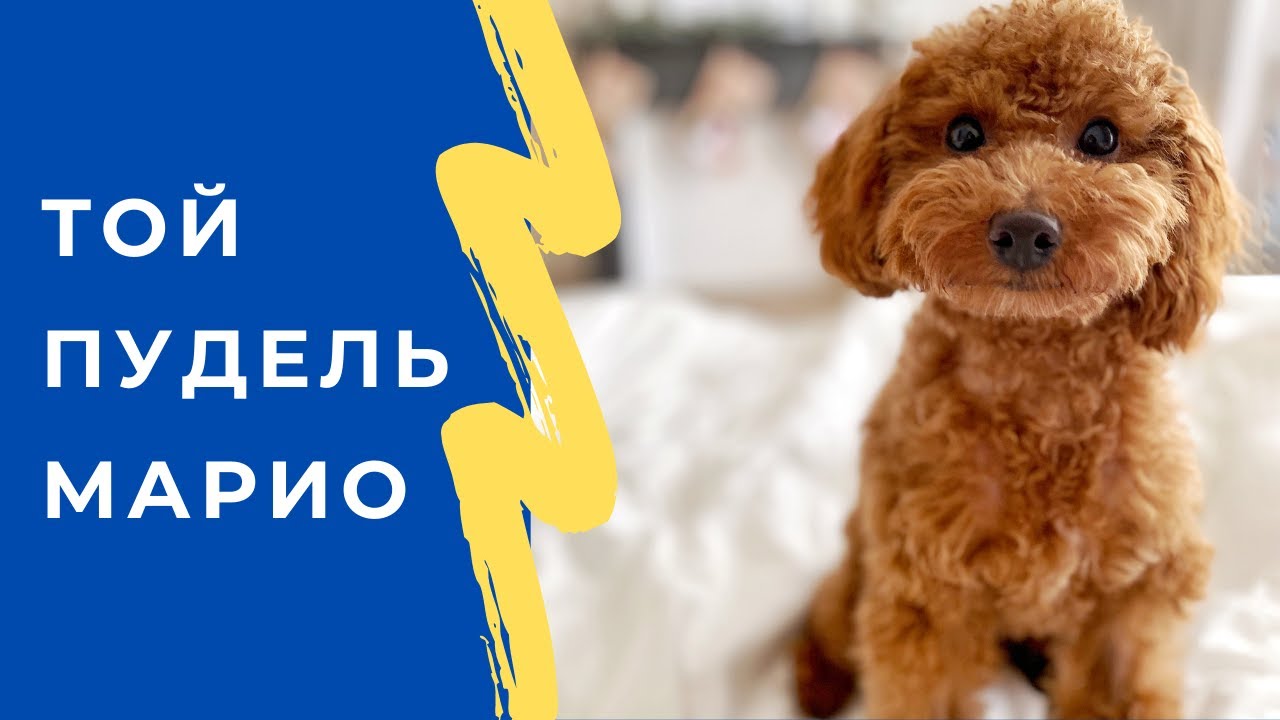 Собаки Киев на Olx