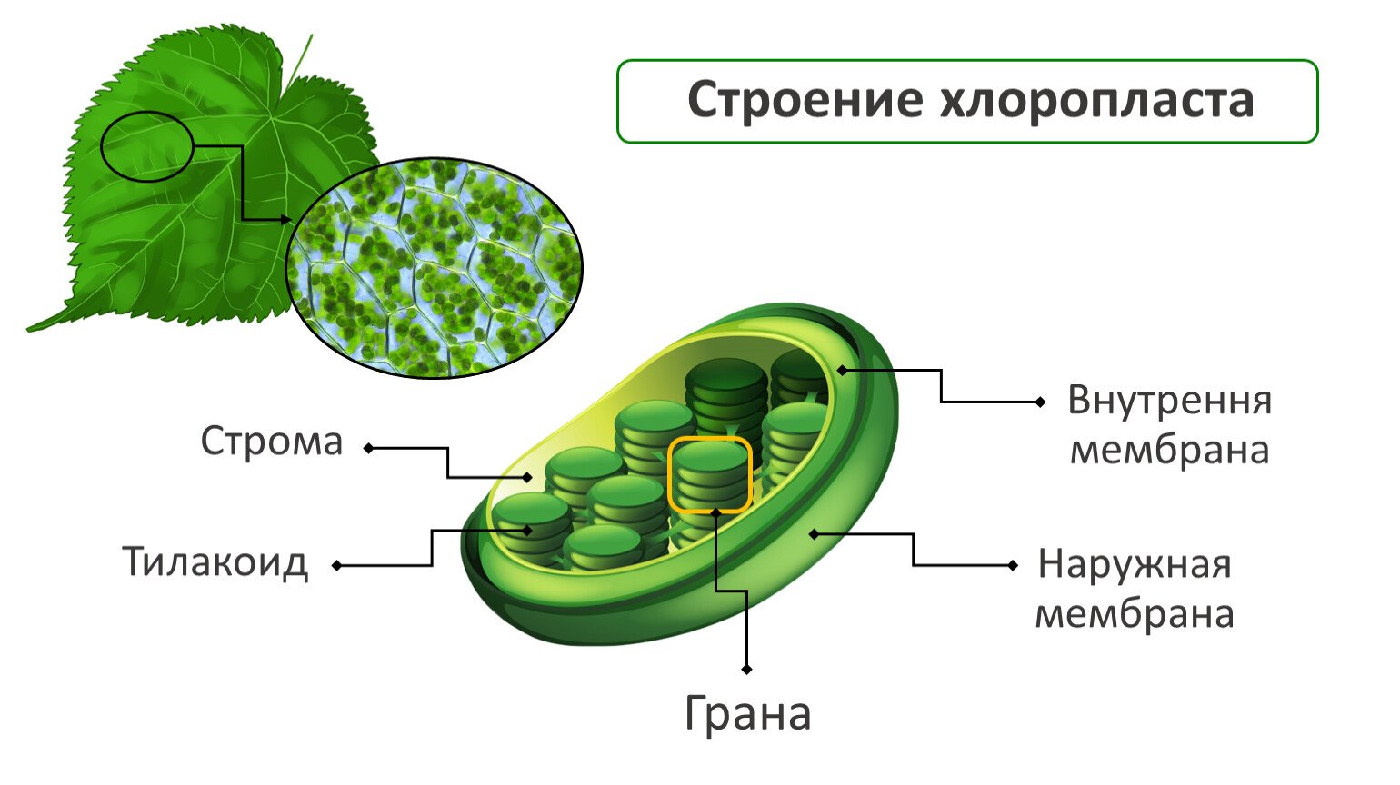 21. Клеточное дыхание: Этапы клеточного дыхания