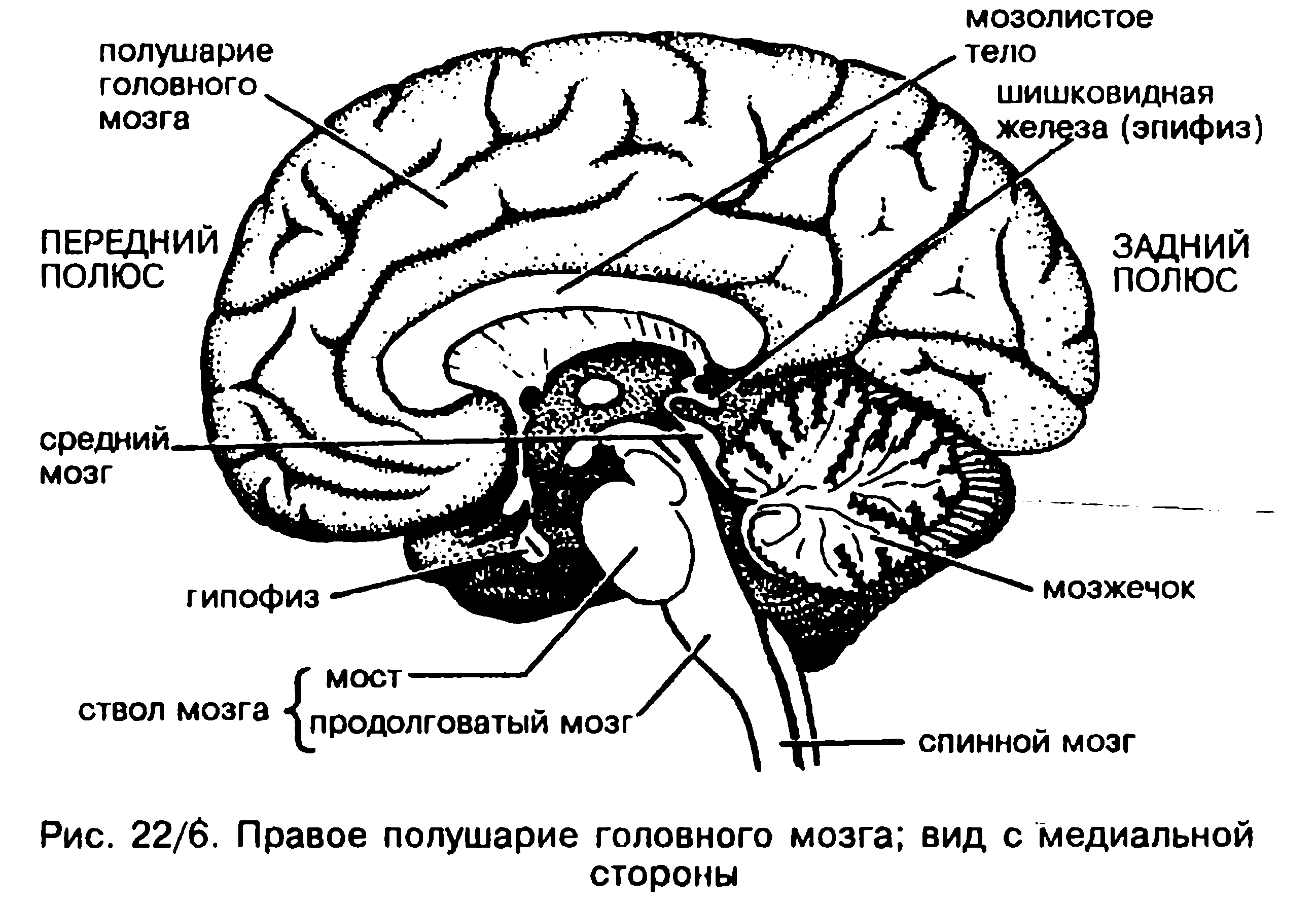 Мозг человека, подробная иллюстрация