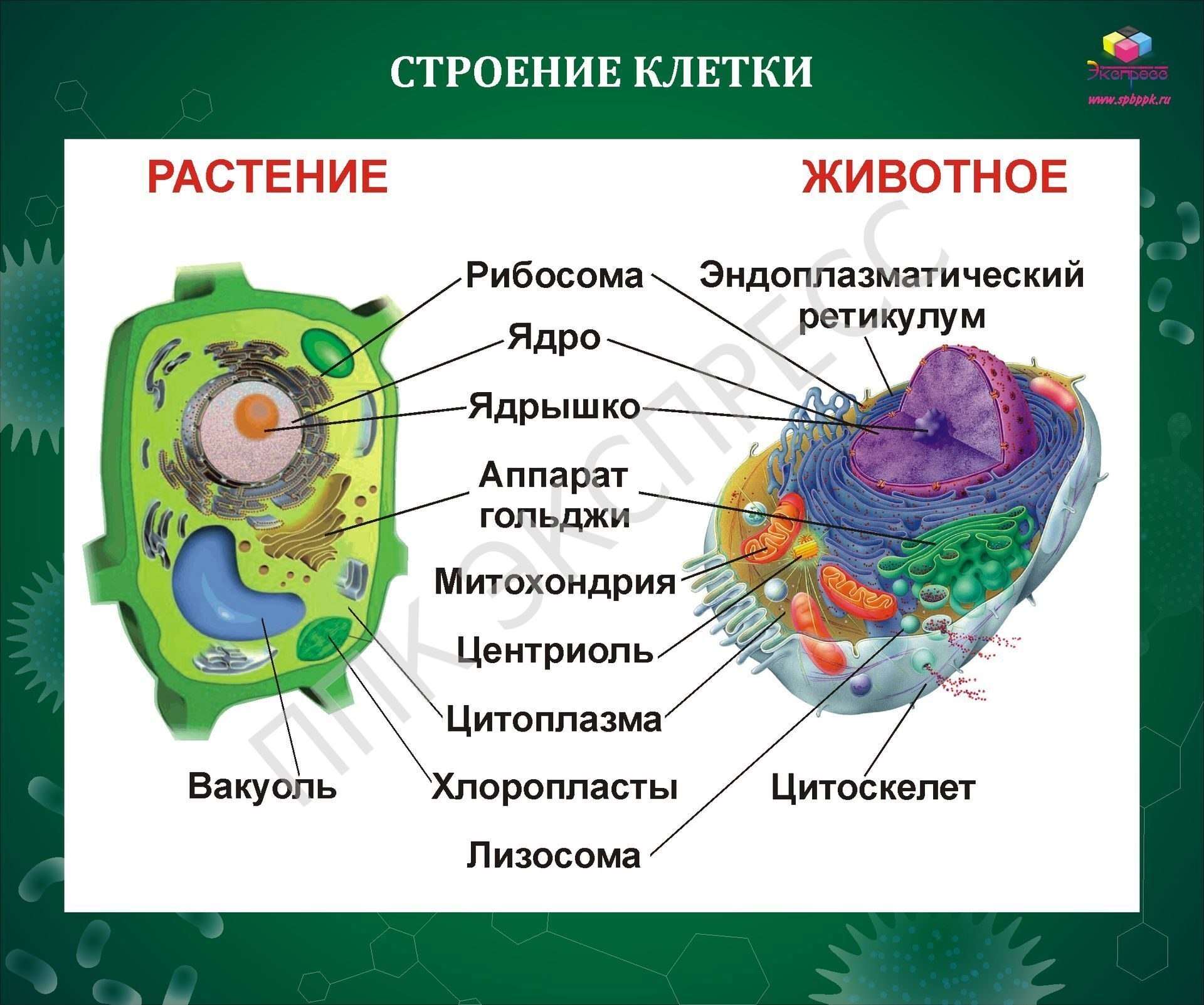 Растительные клетки Википедия