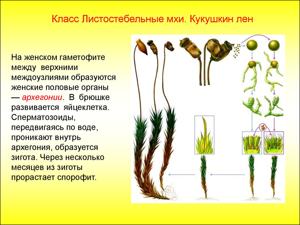 Растительный покров истоковых ветландов