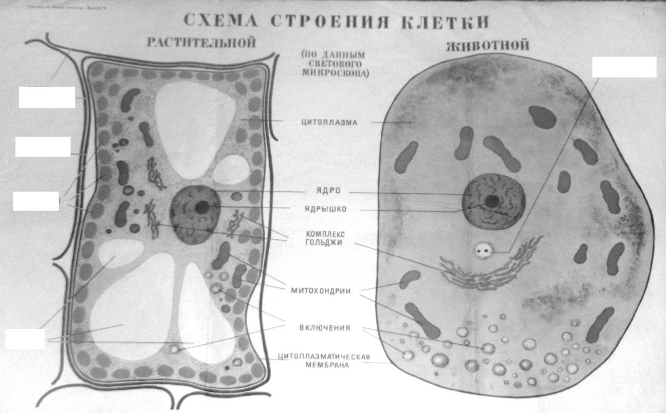 Биология. 6 класс. Тетрадь для