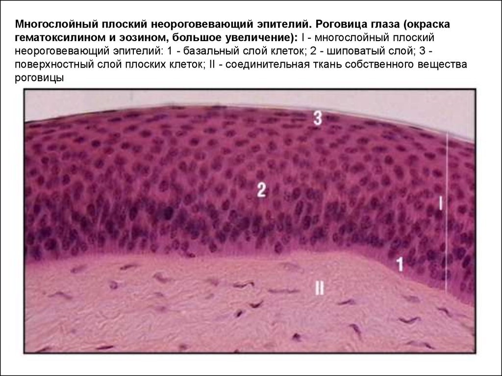 Мышечная ткань Википедия