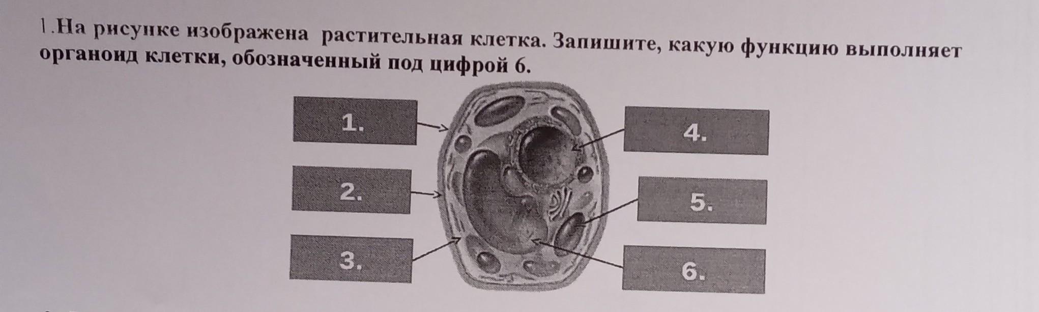 10. Клеточная теория. Общий план