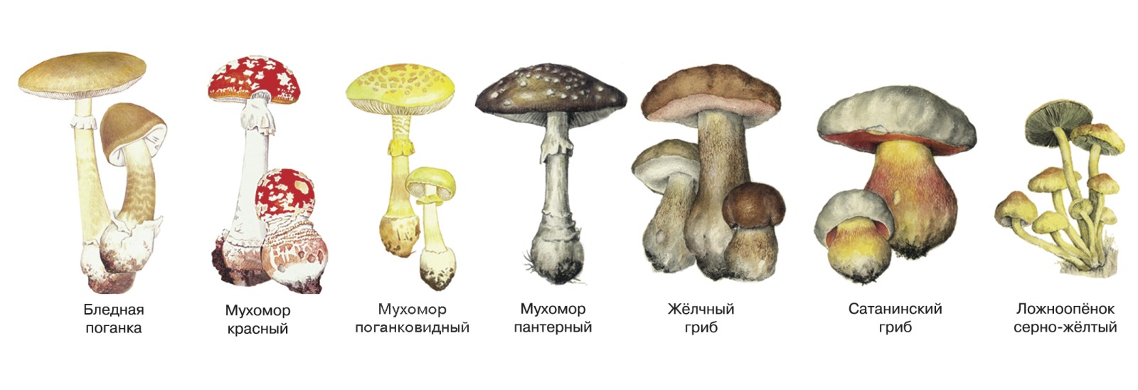 Демонстрационные картинки СУПЕР Грибы съедобные и несъедобные