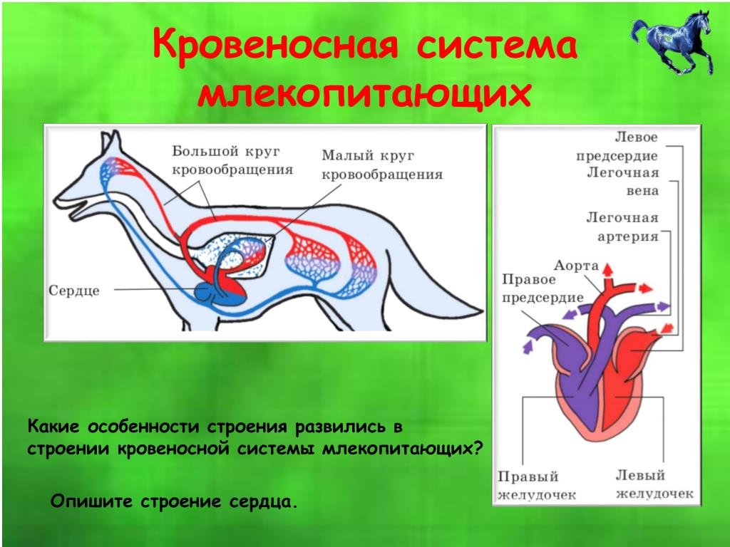 Кровеносная система собак: сердце