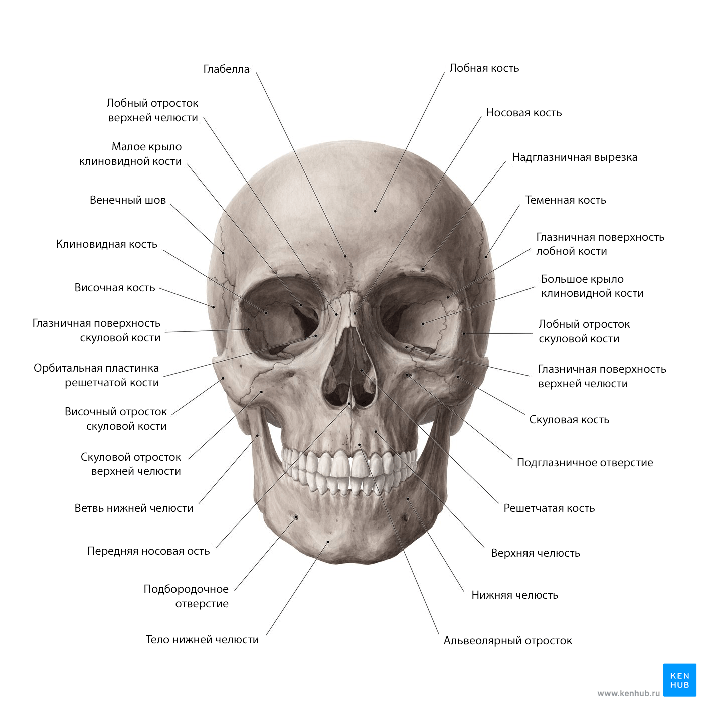 Анатомия зубов